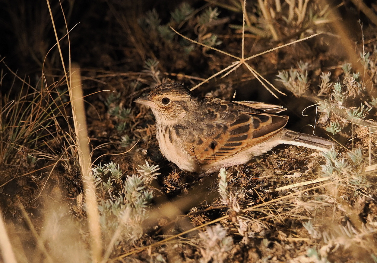 image Horsfield's Bushlark